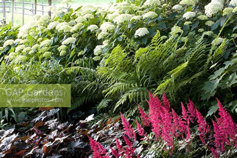 Gap Gardens Hydrangea Arborescens Annabelle Underplanted With Astilbe And Ferns Image No