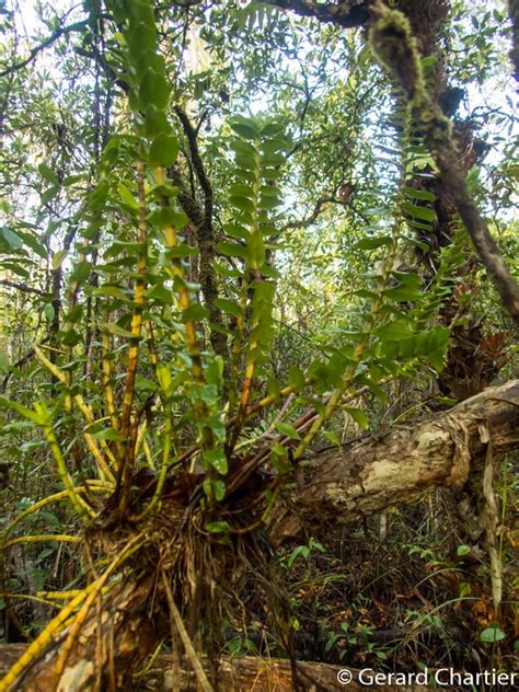 Dendrobium Ellipsophyllum Picturethis