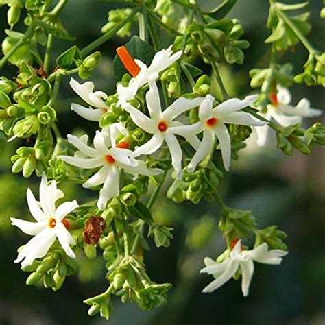 Cestrum Nocturnum Seeds Night Blooming Jasmine Flower Night Scented