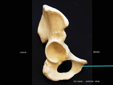 Appendicular Skeleton Pelvic Girdle Lower Extremity Flashcards