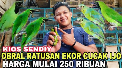 OBRAL RATUSAN EKOR CUCAK IJO HARGA MULAI 250 RIBUAN KIOS SENDIY PASAR