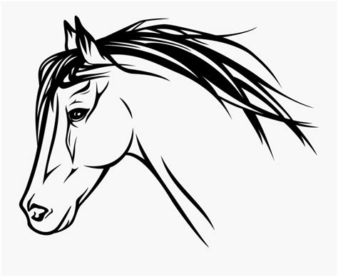 Horse Head Profile Drawing , Free Transparent Clipart - ClipartKey