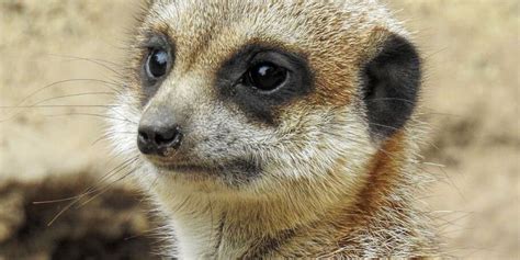 Meerkat: A Complete Guide To The African Meerkat