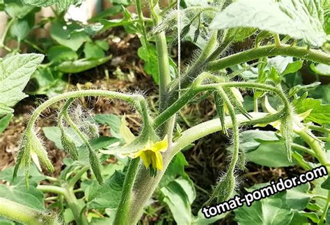 мармеладная лампочка цветы - Альбомы - tomat-pomidor.com