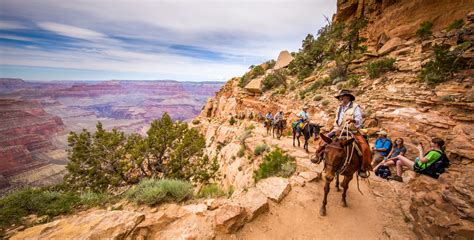 Mule Rides In The Grand Canyon And Beyond Via