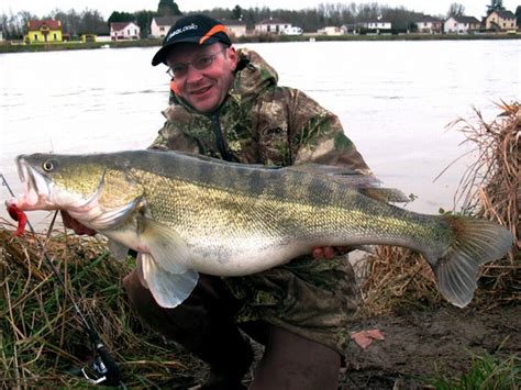 Big Fishes Of The World Zander Sander Lucioperca