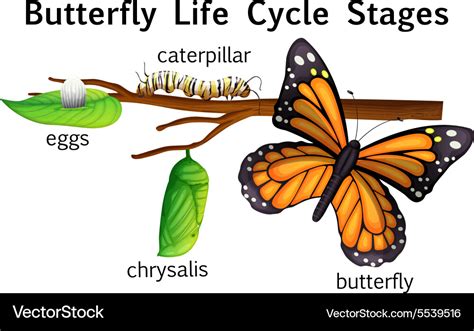 Butterfly Life Cycle Stages Royalty Free Vector Image