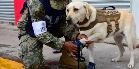 Frida Il Cane Che Ha Salvato 12 Vite Dopo Il Terremoto In Messico La