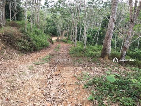 Acres Rubber Estate At Kampung Balun Slim River Perak Kampung