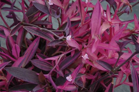 Tradescantia Pallida Pink Stripes Deco Style