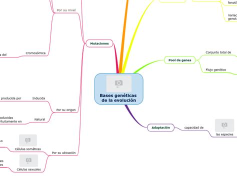 Bases genéticas de la evolución Mind Map