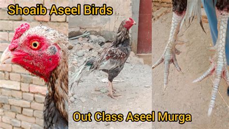 New Aseel Murga A Gaya Setup Par Punjab Aseel Murga Shoaib Aseel