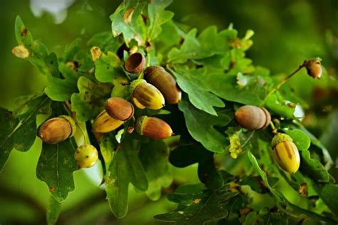 Les plantes toxiques pour le cheval à connaître absolument