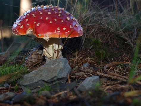 Mushroom Toadstool Nature Free Photo On Pixabay Pixabay