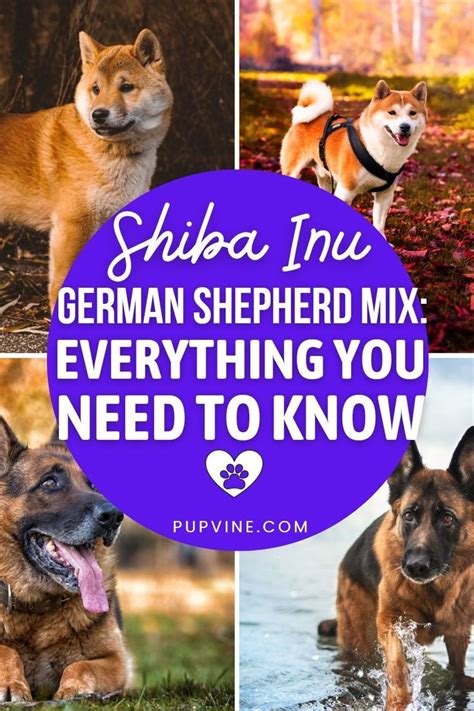 Shiba Inu German Shepherd Mix Everything You Need To Know German