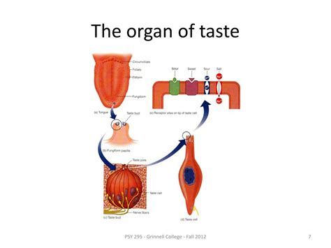 PPT - Taste PowerPoint Presentation, free download - ID:1947080