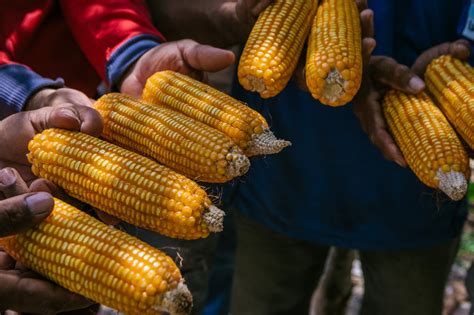 Minagricultura Ha Destinado M S De Millones Para El