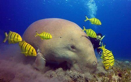 PADI Dugong Conservation | EcoPro Training Center