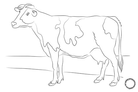 Gambar Mewarnai Sapi Perah Untuk Anak Cow Coloring Pages Free