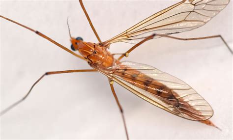 Tiger Crane Fly Nephrotoma Ferruginea BugGuide Net