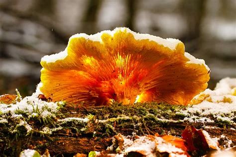 20 Free Ice Mushroom And Mushroom Images Pixabay