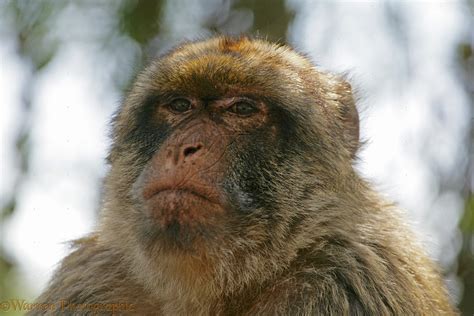 Gibraltar Barbary Macaque photo - WP36542