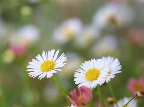 Erigeron Karvinskianus Seaside Daisy Diaco S Garden Nursery