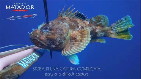 IL SUPERCAPPONE ECCOLO QUA Pesca Sub Spearfishing Arbalete Matador