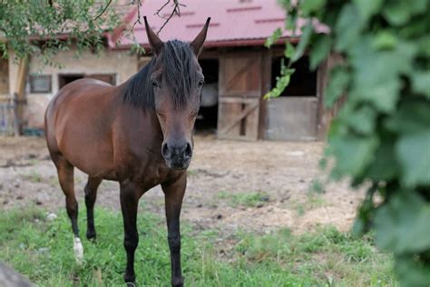 Hyperkalemic Periodic Paralysis In Horses Understanding And Managing