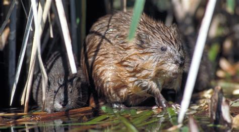 Types Of Rodents Found In Manitoba Nature Blog Network