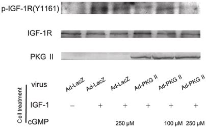 Type Ii Cgmp Dependent Protein Kinase Pkg Ii Inhibits Insulin Like