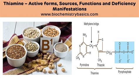 Thiamine - Sources, Functions and Deficiency - Biochemistry Basics by Dr. Amit Maheshwari