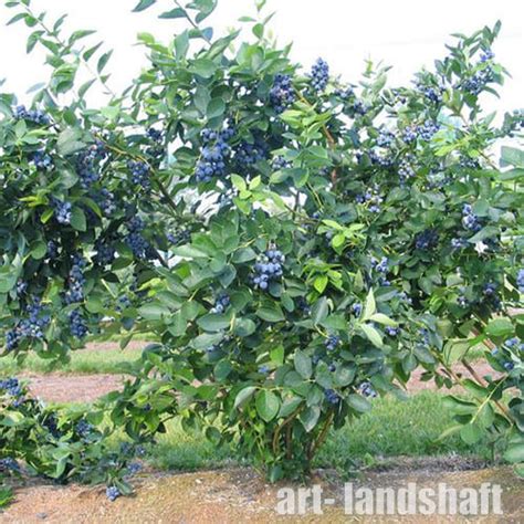 Голубика высокорослая «Bluejay» ("Блюджей") - купить в Екатеринбурге