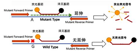 Arms Pcr——基因突变检测新技术！