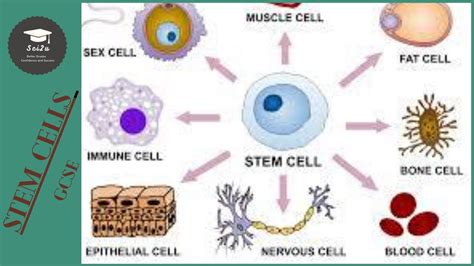 Aqa Gcse Biology Cell Division Stem Cells Youtube