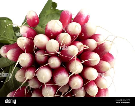 Pink Radish Raphanus Sativus Against White Background Stock Photo Alamy