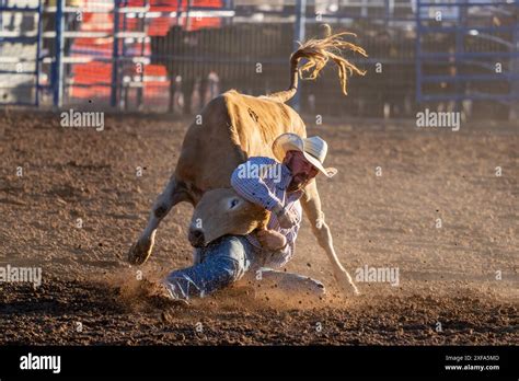 A Rodeo Cowboy In The Steer Wrestling Event Has Slid Off His Horse To