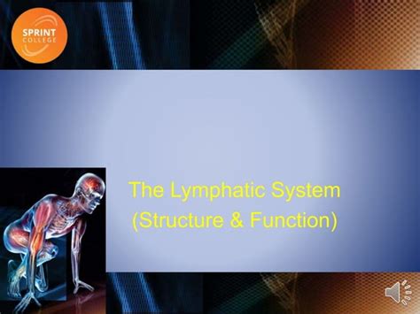 The Lymphatic System Structure And Function Guide Ppt