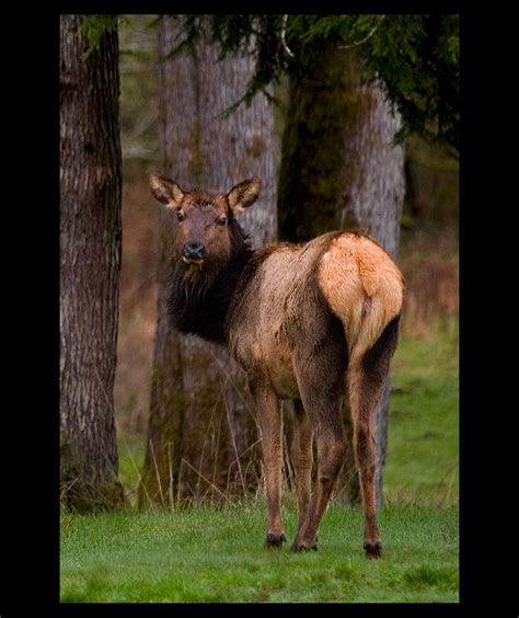 Olympic Roosevelt Elk Cow 1 Tim Ennis Flickr