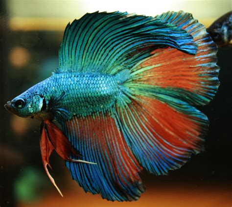 Betta Fish ~ Nice Betta