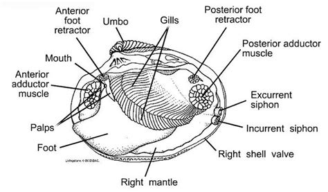 Labeled Clam Diagram