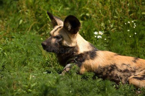 Cape hunting dog stock image. Image of wild, outdoors - 14153575