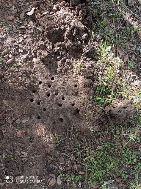 Galer As De Copr Fagos Bbbfarming De La Ciudad Al Campo Urbanitas