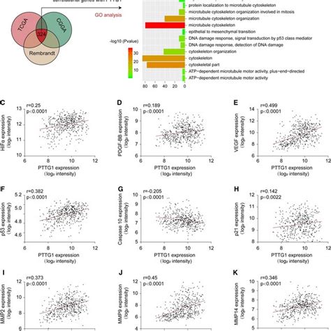 Pttg1 Knockdown Induces U251 Cell Apoptosis In Vitro U251 Cells Were