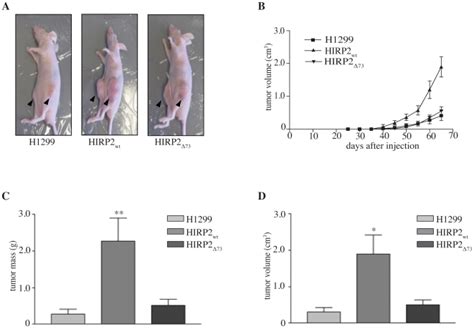 BALB c nude mice were injected with parent H1299 HIRP2wt or HIRP2Δ73