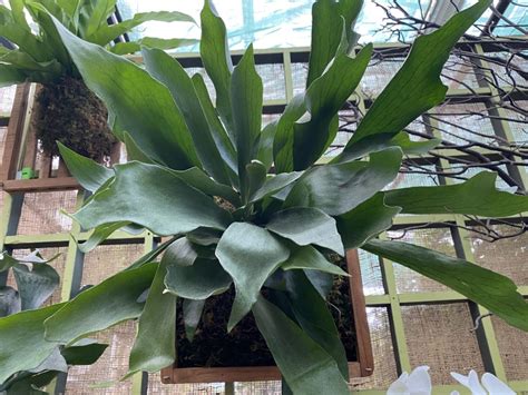 Staghorn Fern The Complete Tropical Plant Care Guide