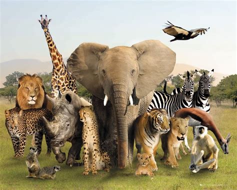 Artwork Meaning, Safari Art, Wildlife Reserve, Cheap Posters ...