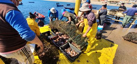 Pescadores De Caleta Cifuncho Logran Primera Cosecha De Ostiones Y