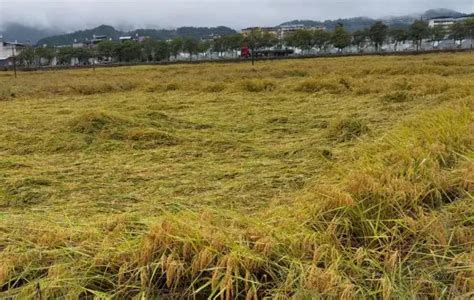 黄田村（广东省东莞市大朗镇长塘社区辖自然村） 百度百科