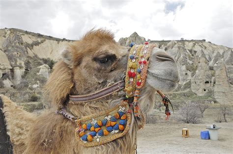 Gratis Foto Camel Turkiet Kameler Djur Gratis Bild På Pixabay